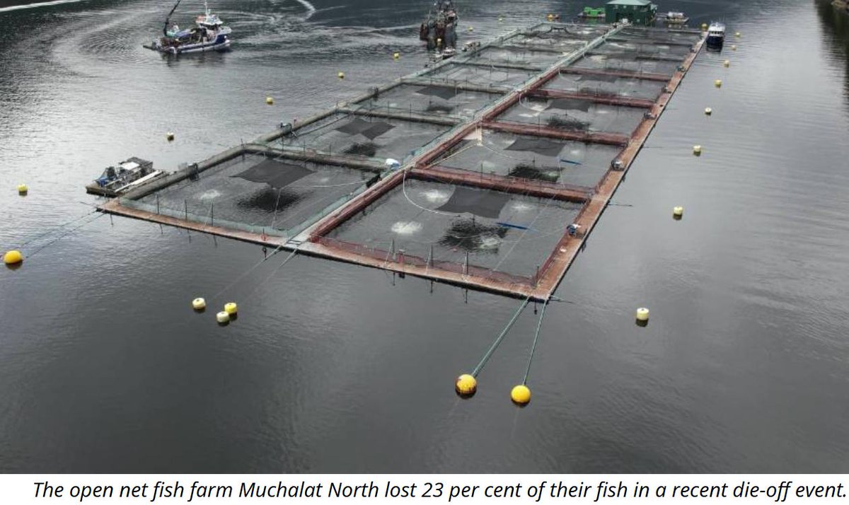 TheGAAIA's tweet image. &quot;How healthy is it for wild juvenile salmon to swim through plumes of God-knows-what, emanating from these farms?&quot; asks @StanProbe @WatershedWatch_ 
&quot;The time has come to clear wild salmon migration routes of parasite, virus and bacteria-spreading factory fish farms&quot;