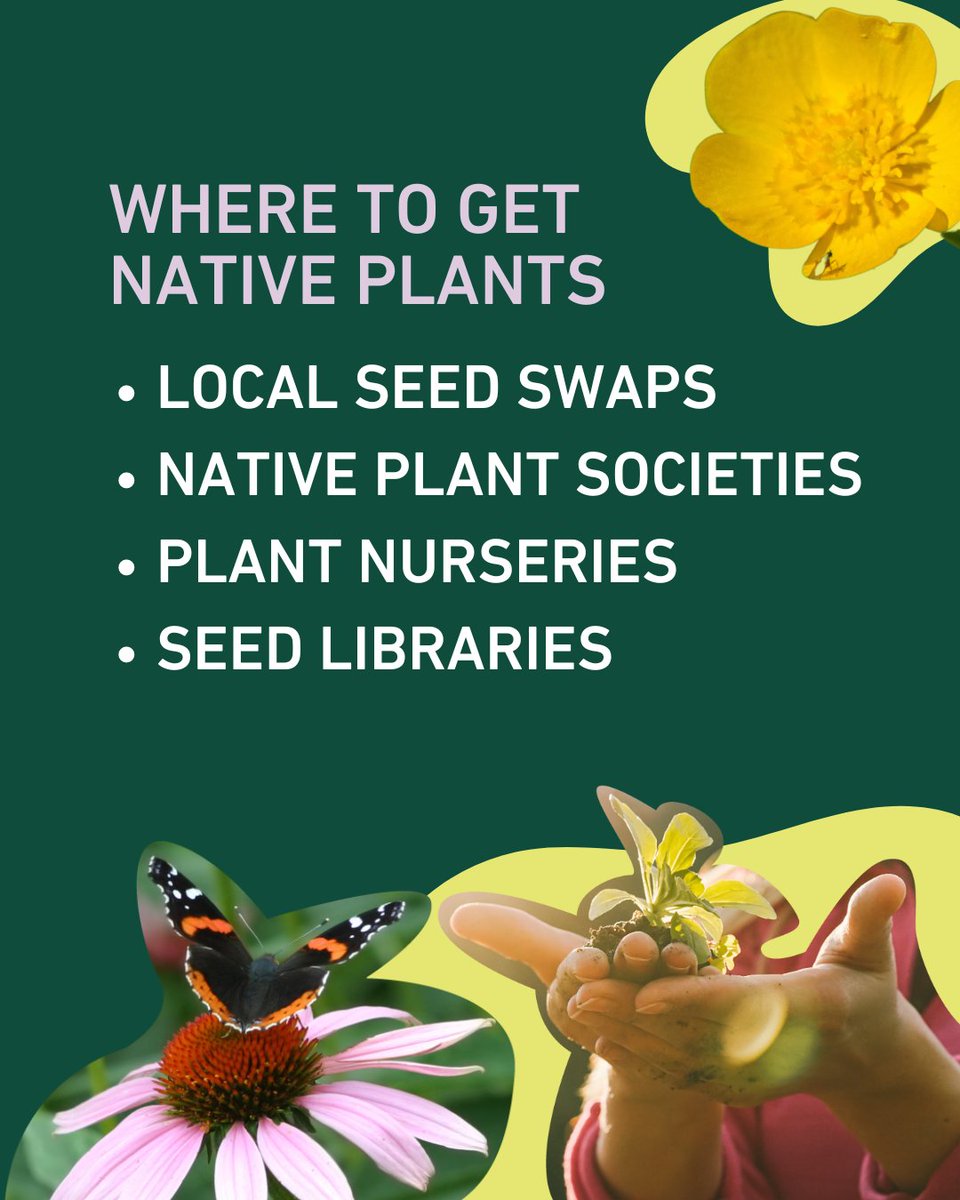 DavidSuzukiFDN's tweet photo. Turn your garden into a buzzing pollinator paradise by adding native plants! ๐ผโจ Choose from thousands of beautiful, local species to enrich your garden and support our hardworking pollinators. ๐๐ฟ
#PollinatorWeek #GardenTips #SupportPollinators https://t.co/iiwRR2mkow