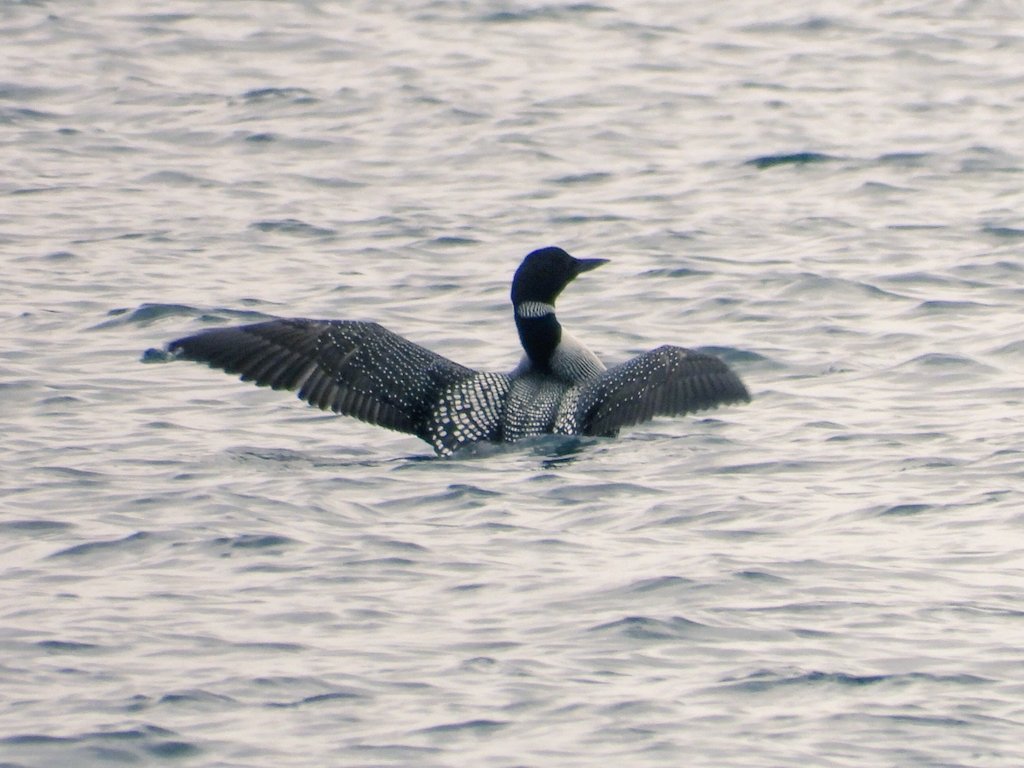AdrianBrockless's tweet photo. A few from today. #Fetlar #Shetland #wildlife https://t.co/YcyAyjEZ32