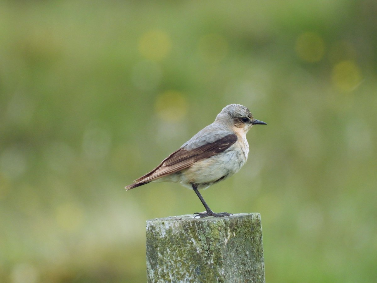 AdrianBrockless's tweet photo. A few from today. #Fetlar #Shetland #wildlife https://t.co/YcyAyjEZ32