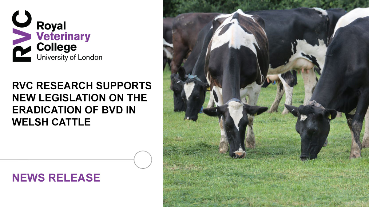RoyalVetCollege's tweet photo. 🐄 Following the success of the Gwaredu Bovine Viral Diarrhoea (BVD) screening programme, which was supported by the RVC amongst other partners, the @WelshGovernment has announced new legislation to aid the eradication of BVD in cattle

➡️ Read more at: https://t.co/bLtKE9hcS6 https://t.co/FmnGXPMiiM