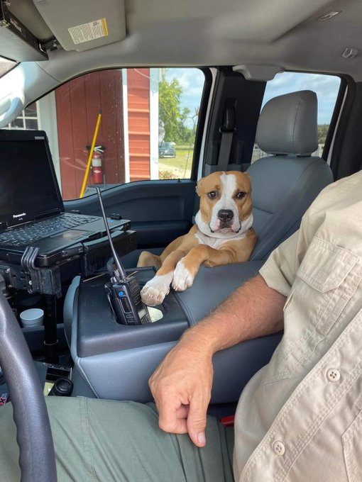 Watch WeRateDogs's leaked NSFW photo on TwXstars