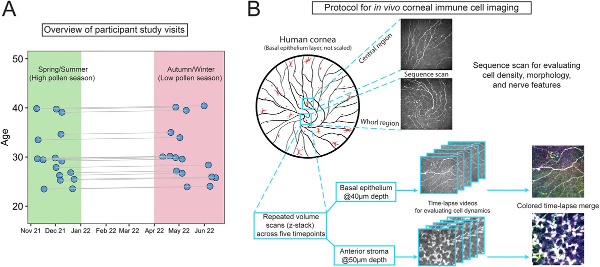 Ophthalmology (@aaojournal) on Twitter photo The dynamics of #cornea immune cells vary across seasons in humans, suggesting a potential window to 'see' the effects of environment on human immunity. <a href="/DrLauraDownie/">Prof Laura Downie</a> <a href="/holly_chinnery/">Dr Holly Chinnery</a> @mengliang_wu @unimelbDOVS @fronttear_UoM <a href="/SMuellerLab/">Scott Mueller</a> #ophthalmology
ow.ly/BUUS50RIl59 The dynamics of #cornea immune cells vary across seasons in humans, suggesting a potential window to 'see' the effects of environment on human immunity. <a href="/DrLauraDownie/">Prof Laura Downie</a> <a href="/holly_chinnery/">Dr Holly Chinnery</a> @mengliang_wu @unimelbDOVS @fronttear_UoM <a href="/SMuellerLab/">Scott Mueller</a> #ophthalmology
ow.ly/BUUS50RIl59