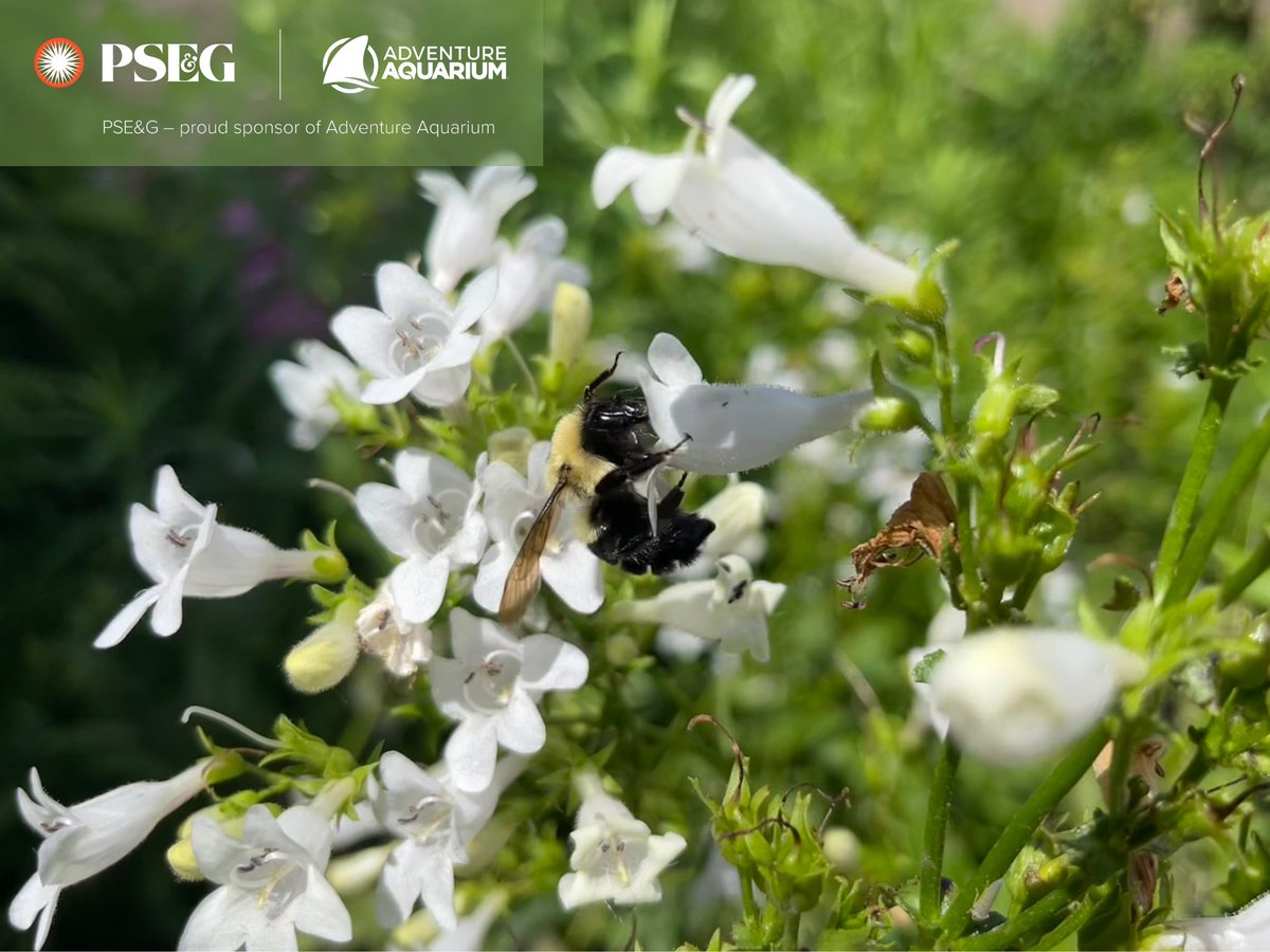 How can you help NJ’s pollinators thrive? Try adding milkweed or purple coneflower to your garden or flower boxes! 🐝

Learn how our friends at <a href="/PSEGdelivers/">PSE&G</a> are doing their part to support pollinators here: bit.ly/4enjjxF 

#PSEGPartnership #BeAnEarthHero