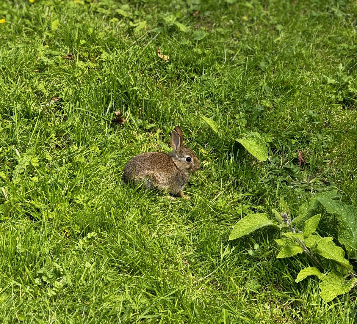 Spotted this adorable little rabbit hopping around our beautiful campus today <a href="/uniofeastanglia/">UEA</a> We are so lucky to have such a lovely and vibrant environment. 🌸🐰