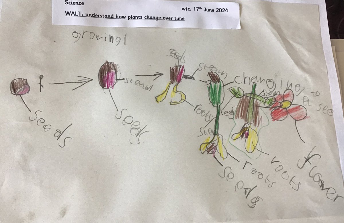1YorkeMead's tweet photo. We are learning to understand how plants change over time #YorkeScience https://t.co/kmdOJsKIeu