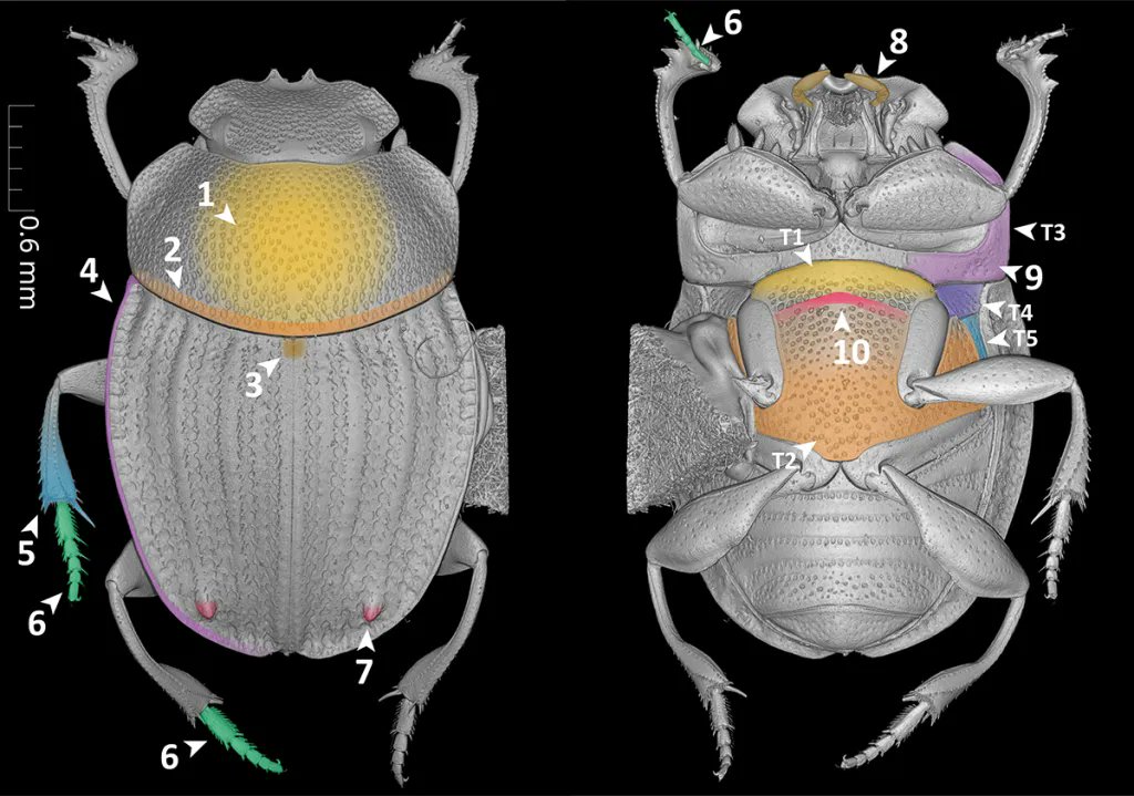 Sergei Tarasov 🇺🇦 (@tarasov_sergio) on Twitter photo Brand new computer language describes organismal traits to create computable species descriptions blog.pensoft.net/2024/06/17/bra…
<a href="/luomus_zoology/">Luomus Zoology</a> <a href="/luomus/">Luomus</a> <a href="/HiLIFE_helsinki/">HiLIFE_Helsinki</a> Brand new computer language describes organismal traits to create computable species descriptions blog.pensoft.net/2024/06/17/bra…
<a href="/luomus_zoology/">Luomus Zoology</a> <a href="/luomus/">Luomus</a> <a href="/HiLIFE_helsinki/">HiLIFE_Helsinki</a>