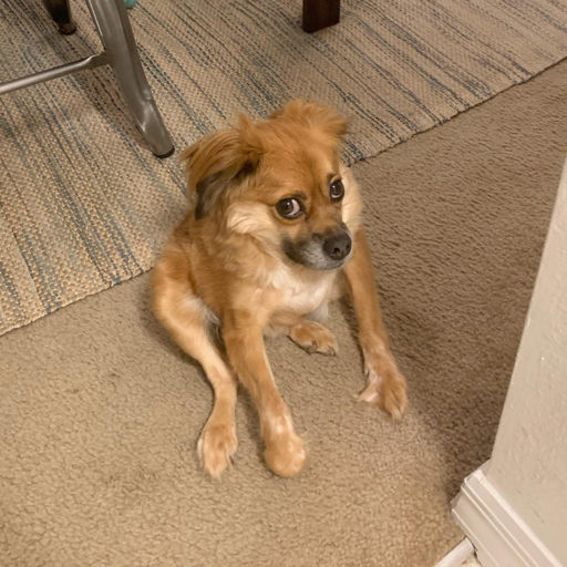 TillyTillycto's tweet photo. @mattS0L Retarded dog cot https://t.co/0h7Qn6D5km