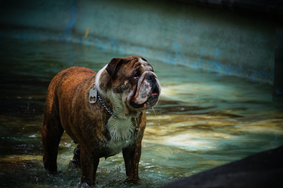 RealDoggear's tweet photo. What's the most unforgettable moment you've had with your dog? 🐶 Share your story in the comments! 🐾 https://t.co/fB7wQHIo9e