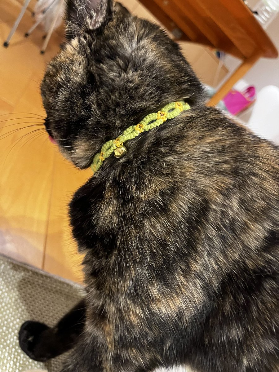 onupidesign's tweet photo. ぴっちゃん、新しいかんわいぃ手作り首輪を手に入れた🔥🔥🔥
#サビ猫
#保護猫 https://t.co/ZXvJSDsqAU