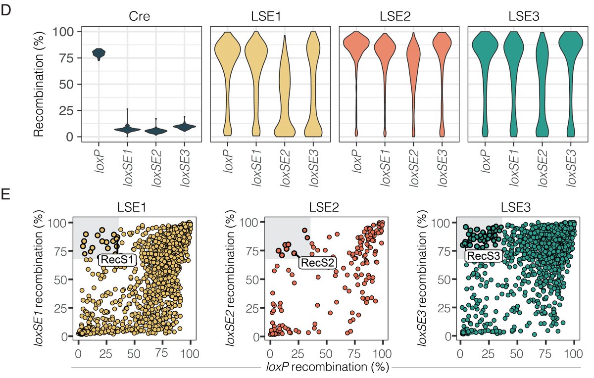 JennaHoersten's tweet photo. 3/ Using three of the spacers inefficiently recombined by Cre, we evolved Cre derived variant libraries, selecting the variants capable of recombining the spacers. We saw that many of the variants in the library increased in activity by becoming less specific… https://t.co/ILd2b2M2i5