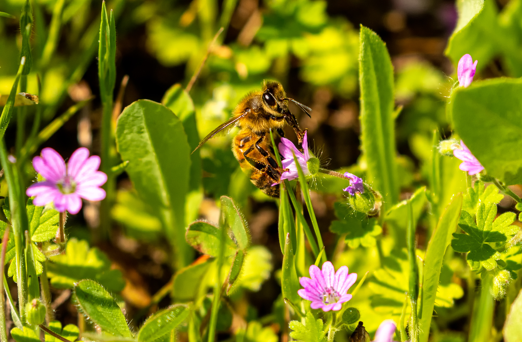 East Bay Municipal Utility District on X: &ldquo;In case your allergies 