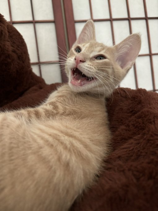 My babies ❤️ https://t.co/ffJLYhwxzw