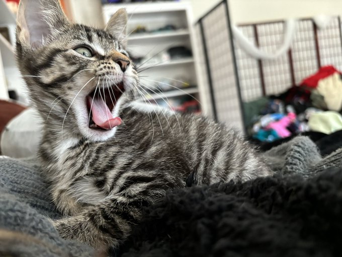 My babies ❤️ https://t.co/ffJLYhwxzw