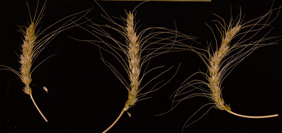 2/ Wheat is an ancient crop which provides over a quarter of our food. Yet, modern day wheat which we use for our bread and biscuits, makes use of less than half of the wheat diversity available in these pre-war wheats.