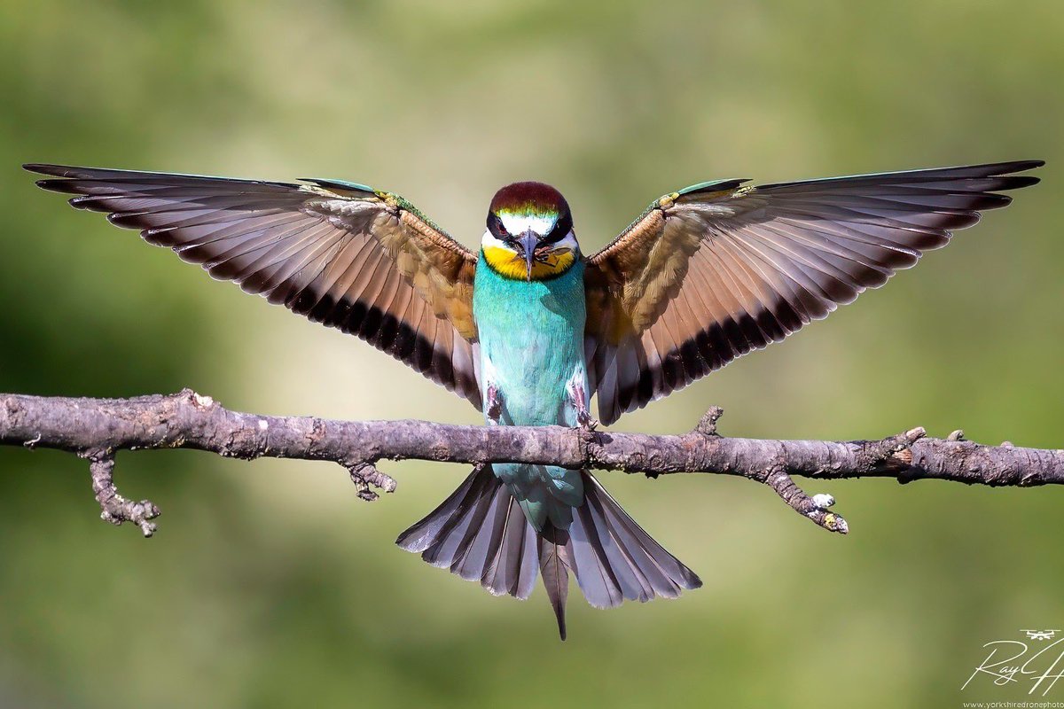HolmfirthPhoto1's tweet photo. The European bee-eater is a near passerine bird in the bee-eater family, Meropidae. It breeds in southern and central Europe.
#serbia #birdphotography #wildlifephotography #palic #birdlife #birdsofinstagram #birdlovers #wildlifephotographer #wildlifeconservation #wildlifeplanet https://t.co/FouHvfdnKe