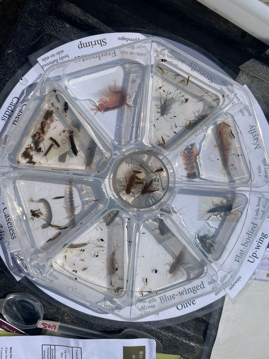 Ripple_Sussex's tweet image. The teams were testing the River in the sunshine today (nr Groombridge, Hartfield and Forest Row).

We&apos;re adding kick sample testing, with certification by  @riverflies -  so much knowledge!  

See the Ripple Effect website if you want to join us!  
#citzenscience