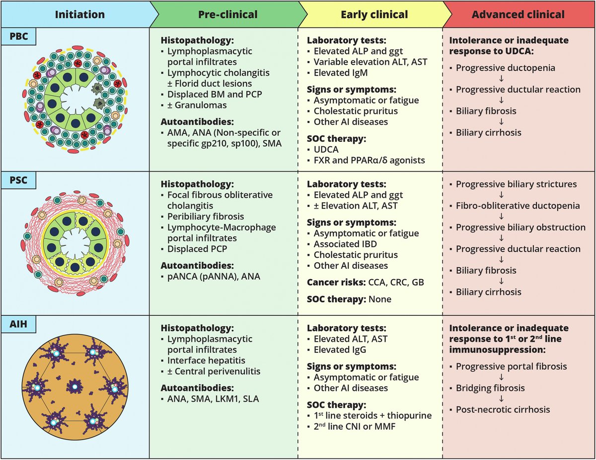 Review examines themes and concepts of #immunopathogenesis of primary biliary cholangitis, primary sclerosing cholangitis and autoimmune hepatitis. Check out the full article here ➡️ ow.ly/HjY450Sk4zw