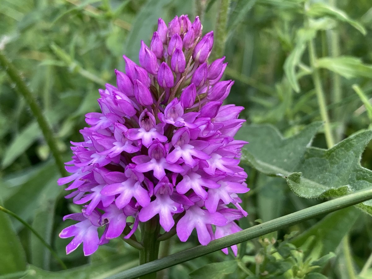 AliceFwrites's tweet photo. Perfection by the path #pyramidalorchid #merrowdown https://t.co/DDVXcVVPEs