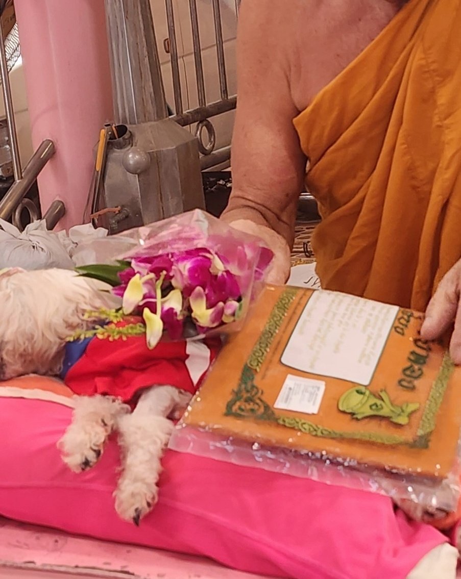 🌿𝑠𝑜𝑜𝑚𝑒𝑙𝑙𝑜 tweet media