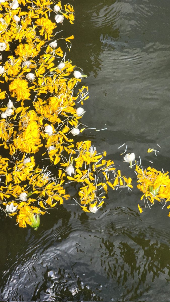 🌿𝑠𝑜𝑜𝑚𝑒𝑙𝑙𝑜 tweet media