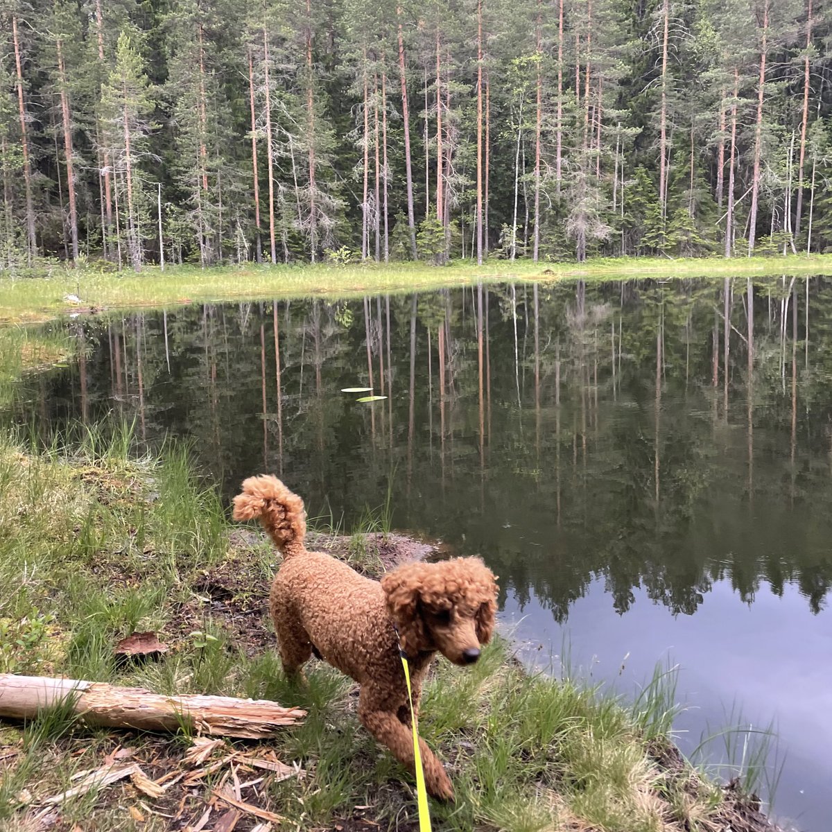 Karvakaveri jo 1 vuotta! Hienosti onnistuvat jo pidemmätkin lenkit. Intoa riittää!🐶