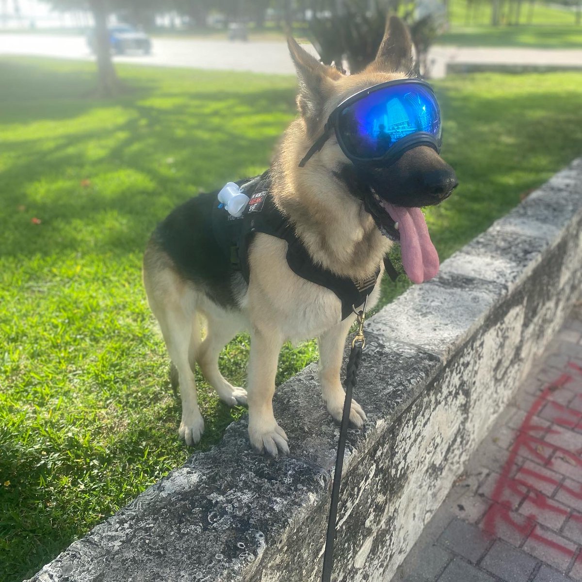 maxflowyoga's tweet photo. @rexspecsk9 #RexSpecs #GSD Big Bark man #GermanSheperd #Miami #DogWalk https://t.co/yWzvuoMYrp