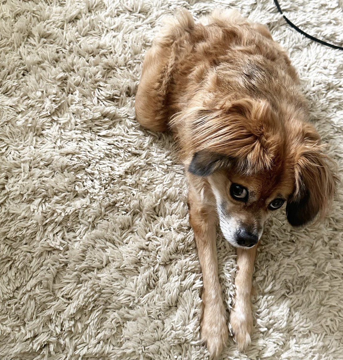 TillyTillycto's tweet photo. We might look like a rug, but we are not a rug. https://t.co/3us2WET8h0