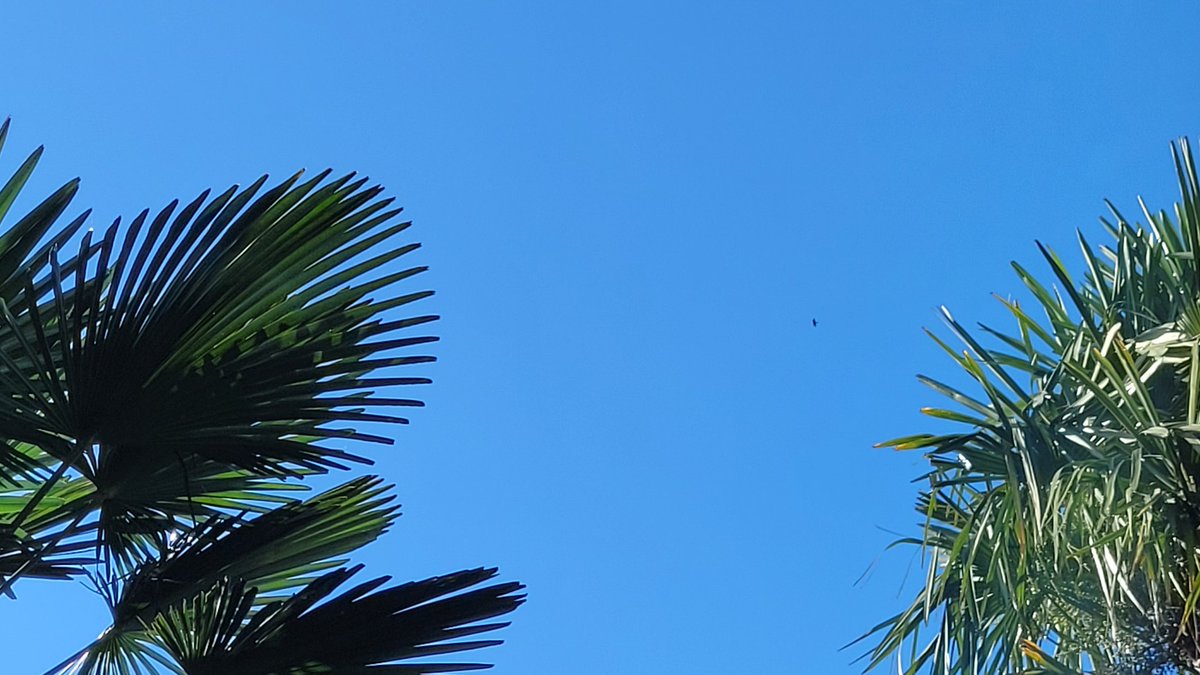 TimmermansPeter's tweet photo. Watching buzzards circling high above my head while drinking a wine in the garden. This is only the 2nd day of June that the temperature is 20+! https://t.co/rjmYSgN6Zh