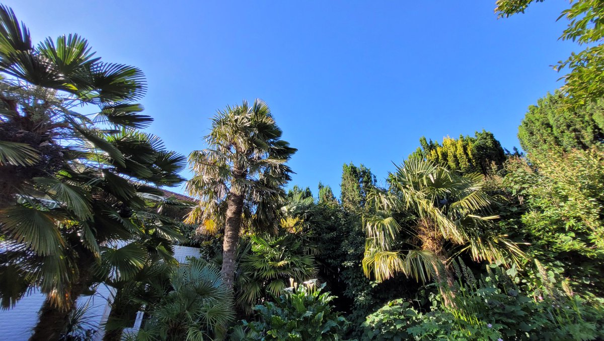 TimmermansPeter's tweet photo. Watching buzzards circling high above my head while drinking a wine in the garden. This is only the 2nd day of June that the temperature is 20+! https://t.co/rjmYSgN6Zh