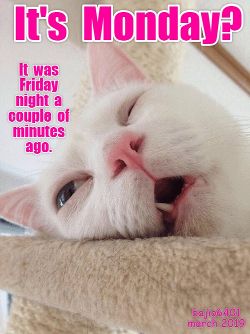 DailyCatMemes tweet media