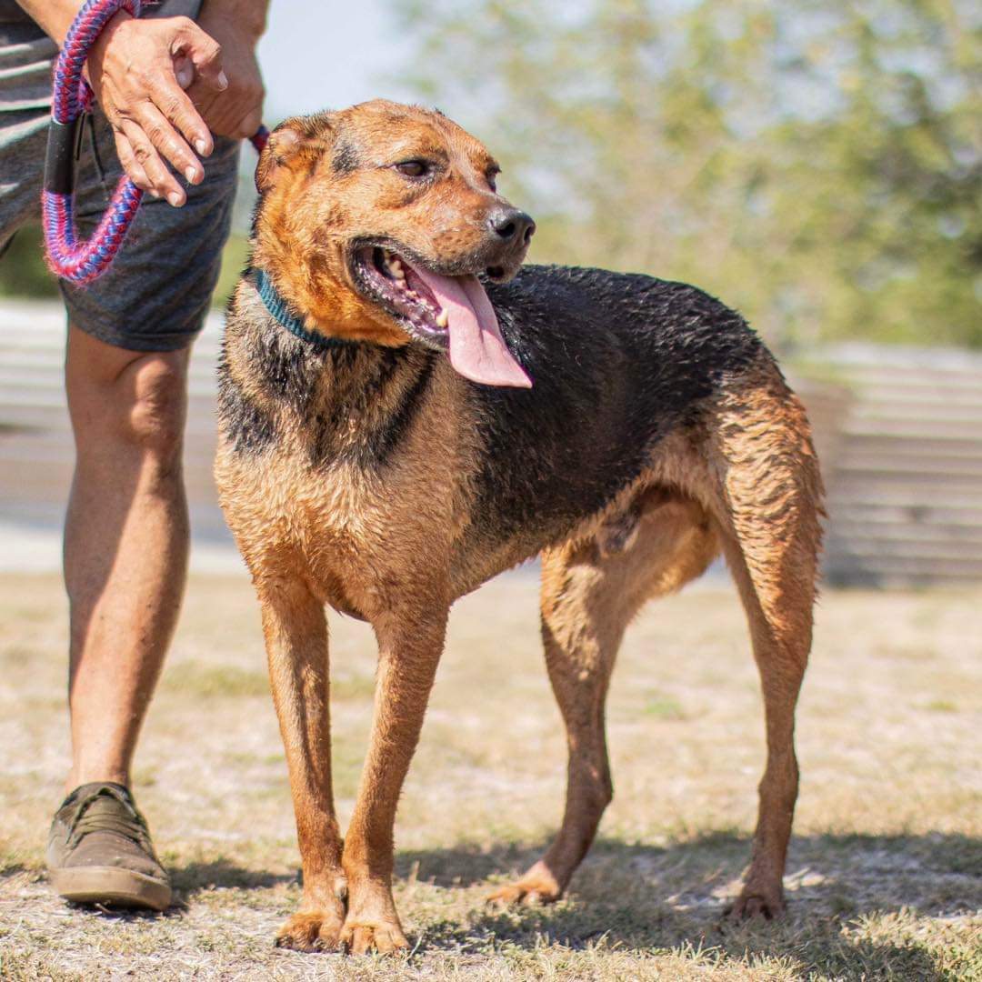 elcampito's tweet photo. Giorgio creció en El Campito.
Con el paso del tiempo, sus posibilidades cada vez se achicaban más.
Hoy sigue esperando...🙏
Es un perro grande, de esos que tienen tanto amor para dar, y te inundan de besos.
Si queres adoptarlo, escribinos a adoptantesdelcampito@gmail.com 🧡 https://t.co/rCTdddSrz0