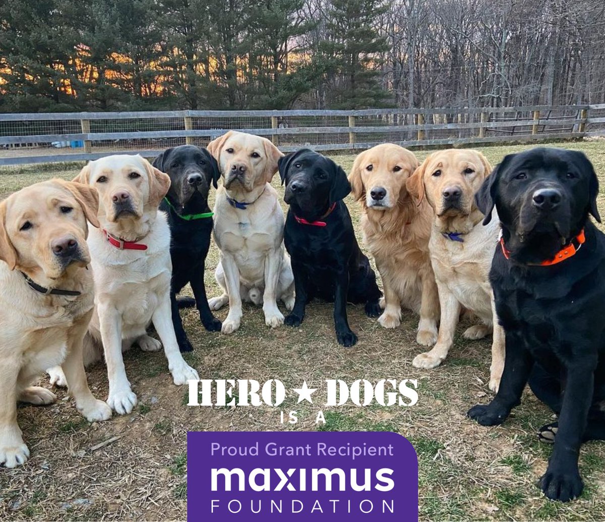 Hero Dogs tweet media