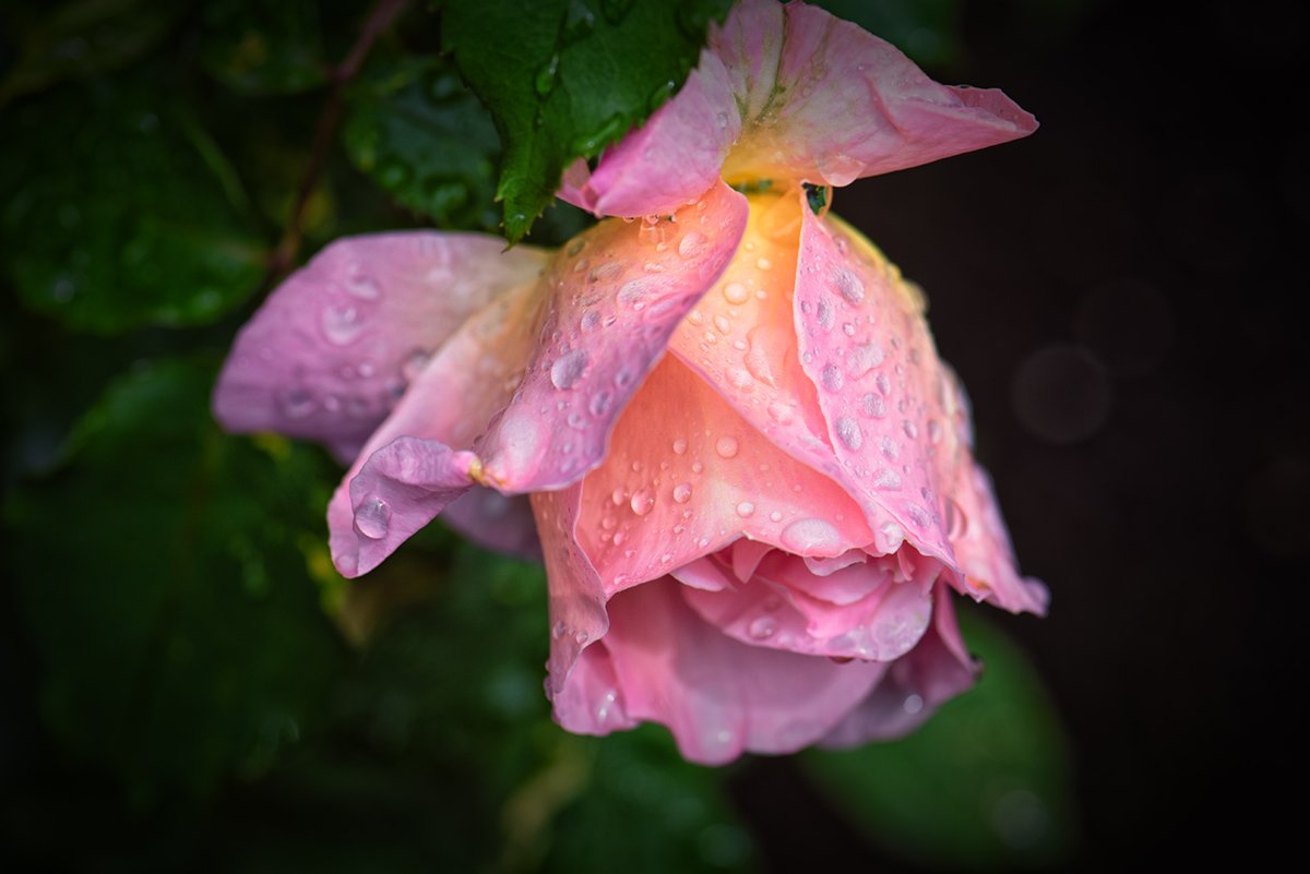 Sam_Alexandra23's tweet photo. It's #MacroMonday Yay! Okay Gang! Time to share your best and most recent #macro captures. These were taken with my 105mm macro Nikon just yesterday. Have a Marvellous Monday out there! #photography #nature #raindrops #flowers ๐๐ธ๐จ๐ฆ https://t.co/hI3vsrd468