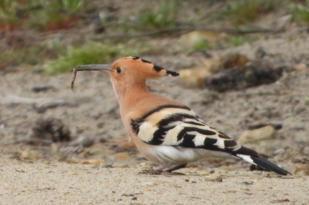 SurreyBirdClubNews tweet media