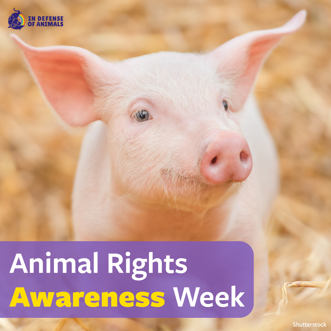 #AnimalRightsAwarenessWeek is here to raise awareness about ways we can all protect wild and domestic animals: bit.ly/3RuabgL