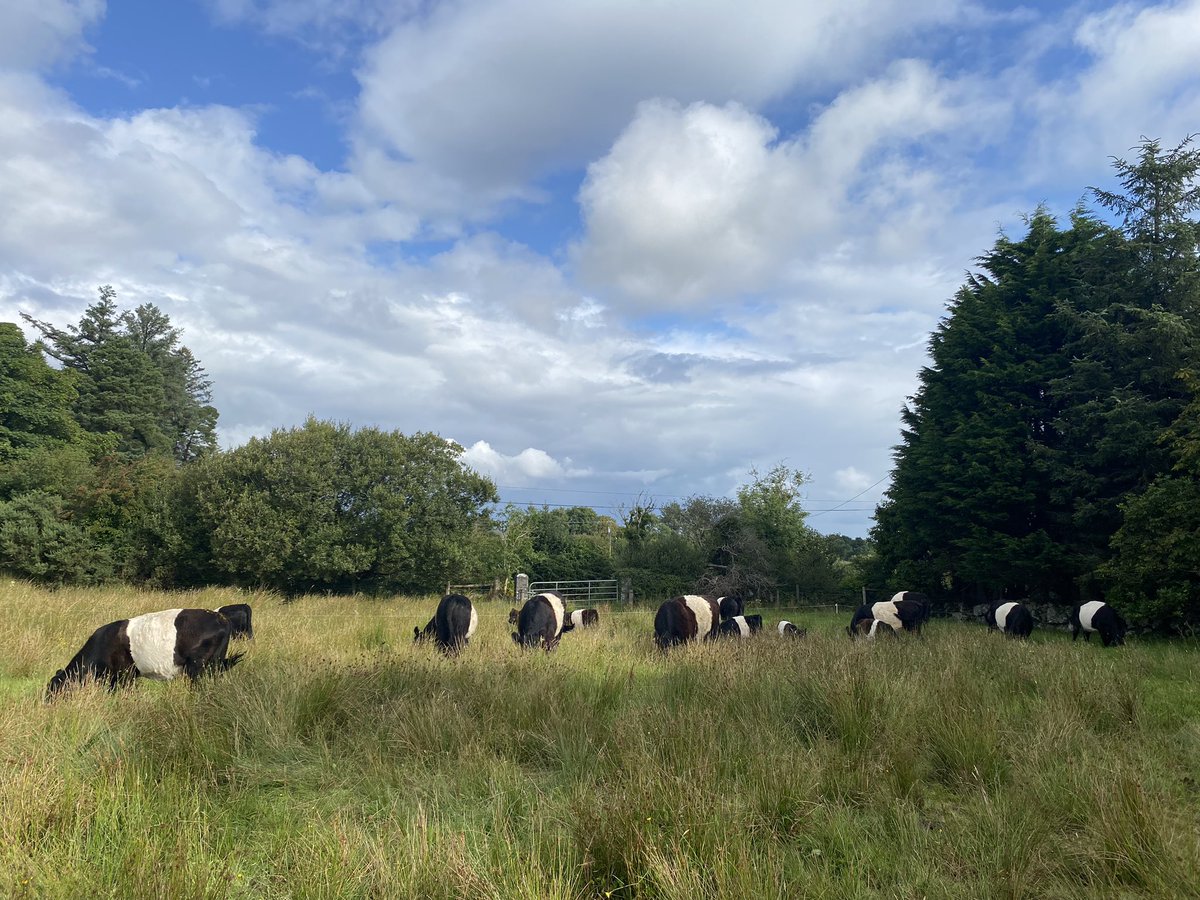 pomskua's tweet photo. Farming &amp; nature can exist together. Cattle can be part of integral ecology, part of a rich biodiversity. Exploring these relationships, looking at Cows, Birds, Butterflies, Flowers, Fields, Fens &amp; Woods &amp; more on a farm walk on Sat June 29th Booking @ https://t.co/qWLFyG3kHB… https://t.co/uqFzHBs02b