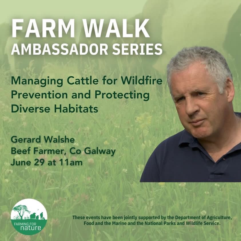 pomskua's tweet photo. Farming &amp; nature can exist together. Cattle can be part of integral ecology, part of a rich biodiversity. Exploring these relationships, looking at Cows, Birds, Butterflies, Flowers, Fields, Fens &amp; Woods &amp; more on a farm walk on Sat June 29th Booking @ https://t.co/qWLFyG3kHB… https://t.co/uqFzHBs02b