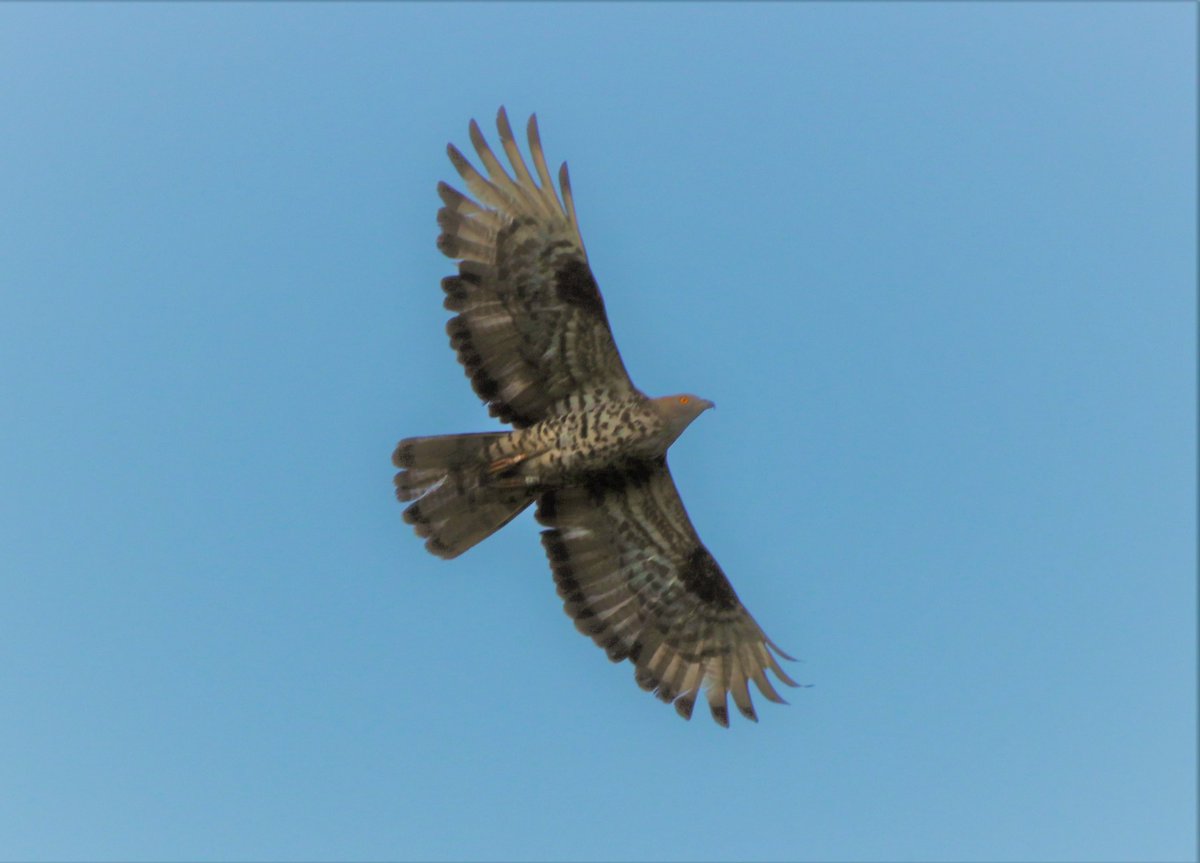SurreyBirdClubNews tweet media