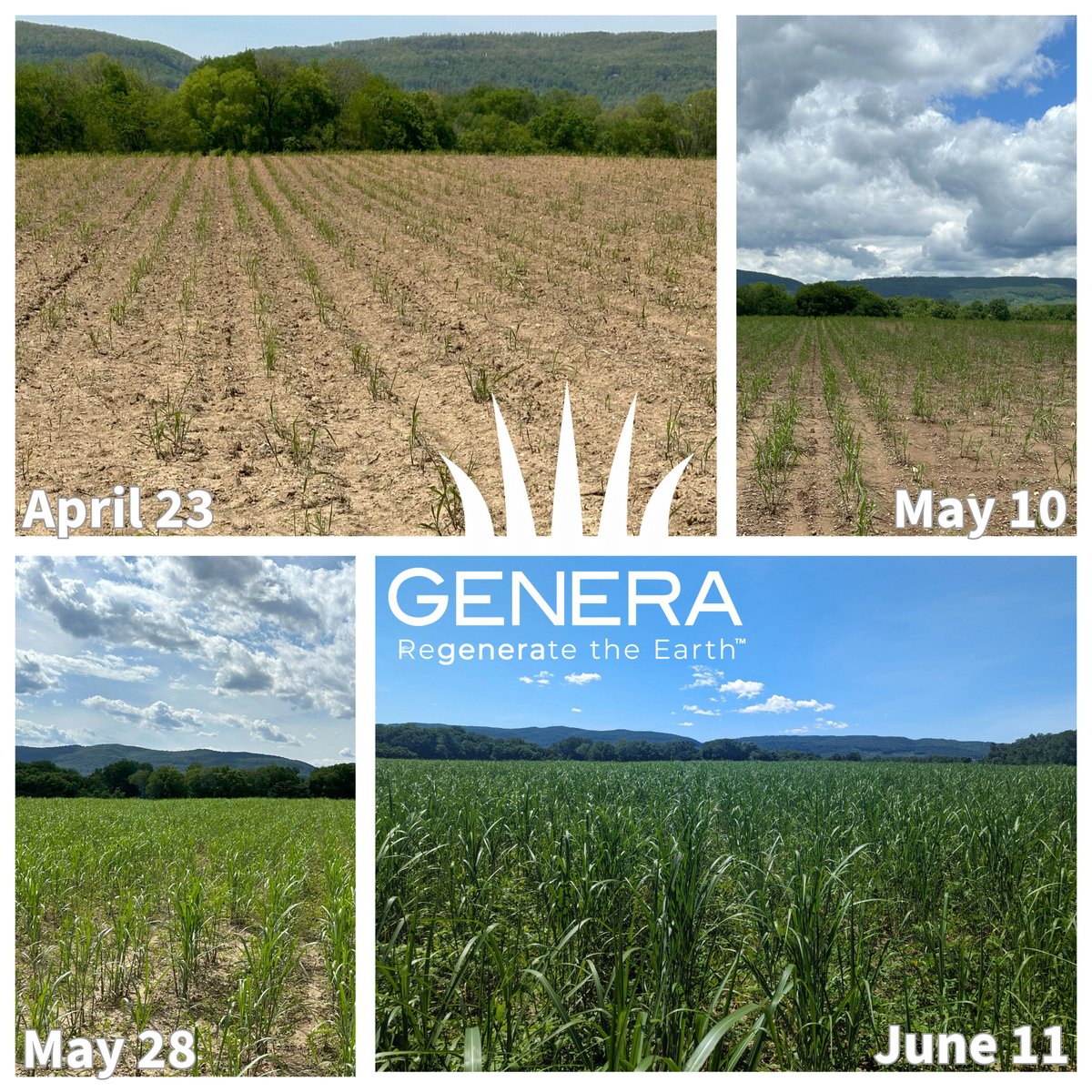 GeneraInc's tweet image. 🌱 They’re Growing! We’re witnessing magic every day on our farm! 🌱 Our dedicated farmers at Genera are nurturing baby seedlings into strong, thriving plants. Now all that’s left to do for these babies, is to grow up!
 #FarmLife #NatureAtWork #LoveGrasses #GrowingUp