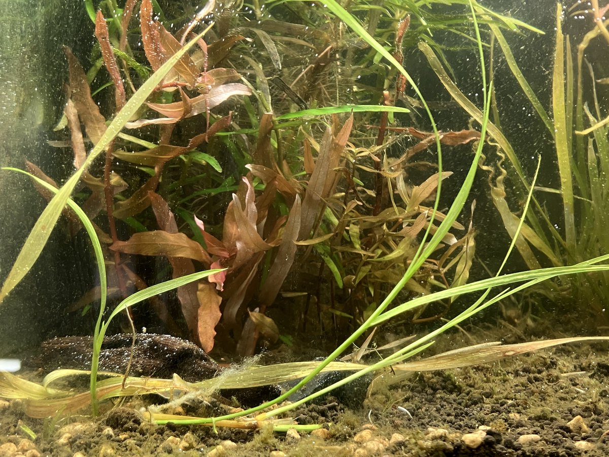 pou5f1's tweet image. ギニアのスレンダーなアレ
勝ったな、、、、