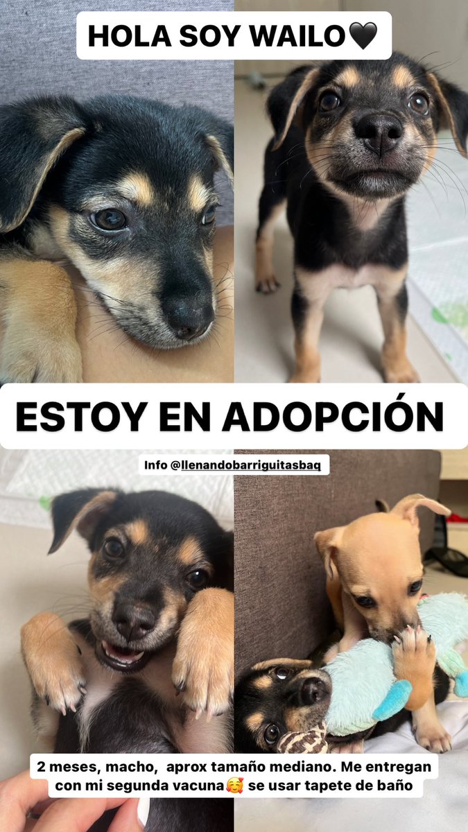 nana1gc's tweet photo. Créanme cuando les digo que estoy a punto de colapsar mentalmente.

Porfa ayúdenme a dar en adopción a los cachorros🥺🙏🏻 nadie absolutamente nadie ha preguntado por ellos.

En Barranquilla. https://t.co/KKETA1AVJc