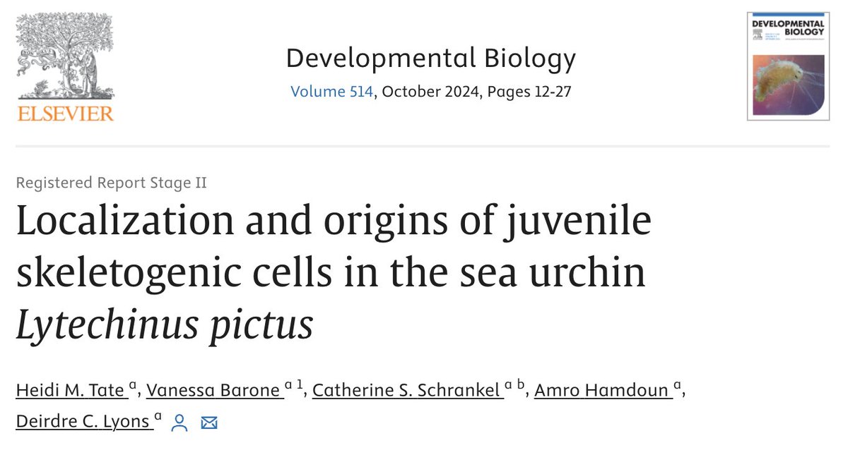 Heidi Tate (@heidimtate) on Twitter photo I am very excited that my master's research is now published in Developmental Biology <a href="/Dev_Bio_Journal/">Developmental Biology</a>! Thank you to all of my co-authors for their work on this project! <a href="/DeirdreLyonsPhD/">Deirdre Lyons</a> <a href="/Vane_Barone/">Vanessa Barone</a> <a href="/DrSchrankel/">Schrankel Lab</a> <a href="/Hamdounlab/">Amro Hamdoun</a> <a href="/LyonsLab_SIO/">Lyons Lab at Scripps</a>
authors.elsevier.com/c/1jH6X2mzTh83I I am very excited that my master's research is now published in Developmental Biology <a href="/Dev_Bio_Journal/">Developmental Biology</a>! Thank you to all of my co-authors for their work on this project! <a href="/DeirdreLyonsPhD/">Deirdre Lyons</a> <a href="/Vane_Barone/">Vanessa Barone</a> <a href="/DrSchrankel/">Schrankel Lab</a> <a href="/Hamdounlab/">Amro Hamdoun</a> <a href="/LyonsLab_SIO/">Lyons Lab at Scripps</a>
authors.elsevier.com/c/1jH6X2mzTh83I
