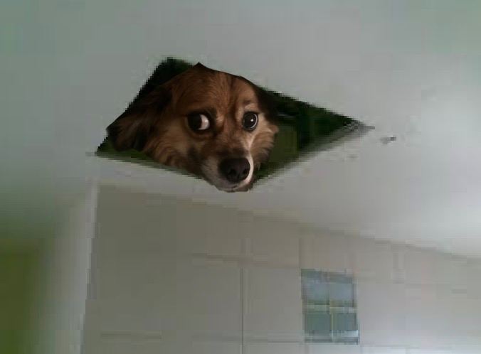 TillyTillycto's tweet photo. Did somebody say dog season? https://t.co/HT8NtbYASC