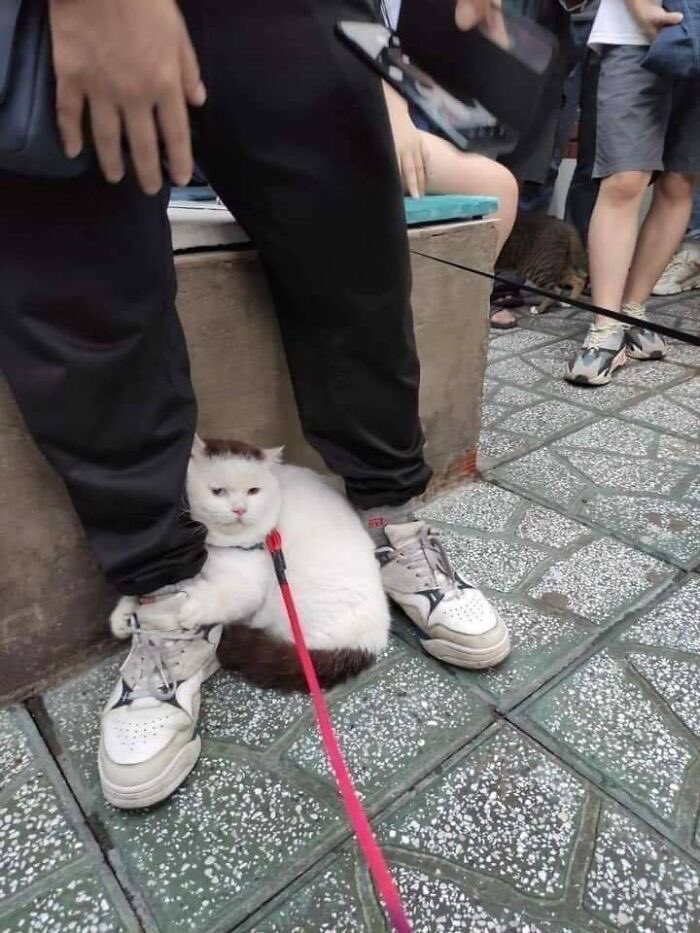 PunchingCat's tweet photo. https://t.co/5EFDkVjS3D