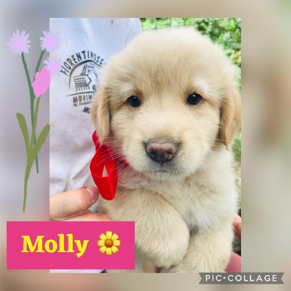 EnnioRe's tweet photo. Monza: Molly, splendida cucciola in adozione, ha circa due mesi, futura taglia media. Molly è bellissima e dolcissima, ti raggiungerà ovunque. Per adozione contatta su whatsapp Maria Luisa al 3402965976 🩷 https://t.co/E479x6O0jG