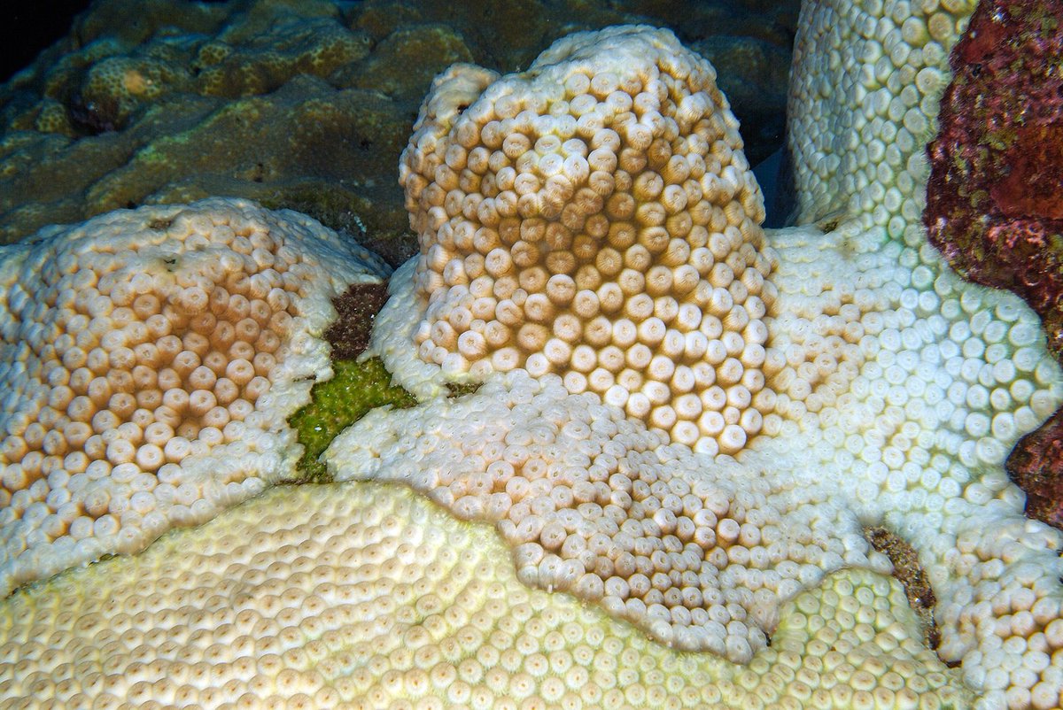 NOAA Coral Program (@noaacoral) on Twitter photo Are you seeing #CoralBleaching or no bleaching currently?
Send your data and observations to <a href="/CoralReefWatch/">Coral Reef Watch</a>:
coralreefwatch.noaa.gov/satellite/rese…
📷Joyce & Frank Burek/<a href="/FGBNMS/">NOAA's Flower Garden Banks Natl Marine Sanctuary</a> Are you seeing #CoralBleaching or no bleaching currently?
Send your data and observations to <a href="/CoralReefWatch/">Coral Reef Watch</a>:
coralreefwatch.noaa.gov/satellite/rese…
📷Joyce & Frank Burek/<a href="/FGBNMS/">NOAA's Flower Garden Banks Natl Marine Sanctuary</a>