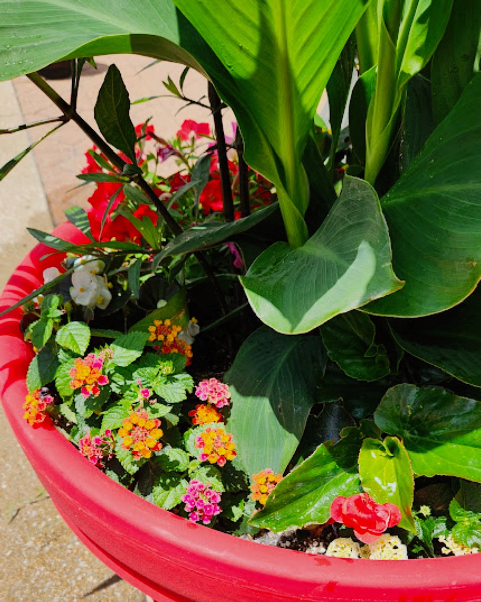stlcid's tweet photo. Downtown is in bloom! We planted 7,200 flowers in our 450 pots throughout the Downtown District. Can't wait to see them grow! 🌼 

#stlcid #downtowndistrict #downtownstl https://t.co/CllmffB11E