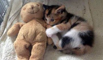 Why you should have a cat tweet media
