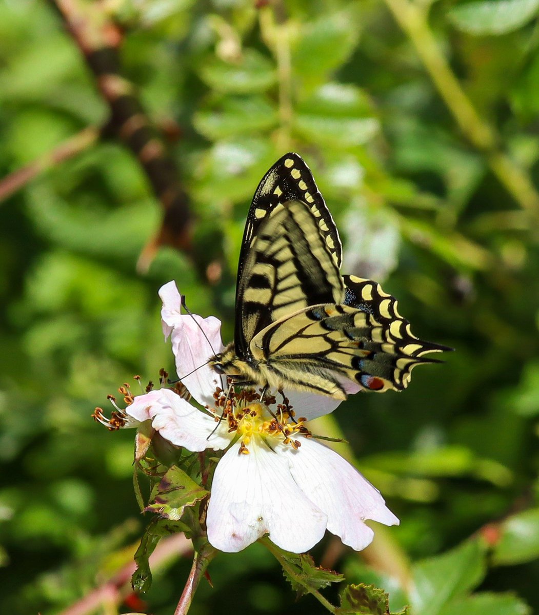 Kudgemz's tweet photo. My first Swallowtail butterfly spotted on World Swallowtail Day. The UK’s largest and one of our rarest butterflies 🦋 #swallowtail #butterfly #hicklingbroad #norfolkbroads @savebutterflies @NorfolkWT https://t.co/n2JEjcb5xw